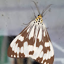 Marbled White Tiger Male