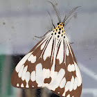 Marbled White Tiger Male