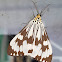 Marbled White Tiger Male