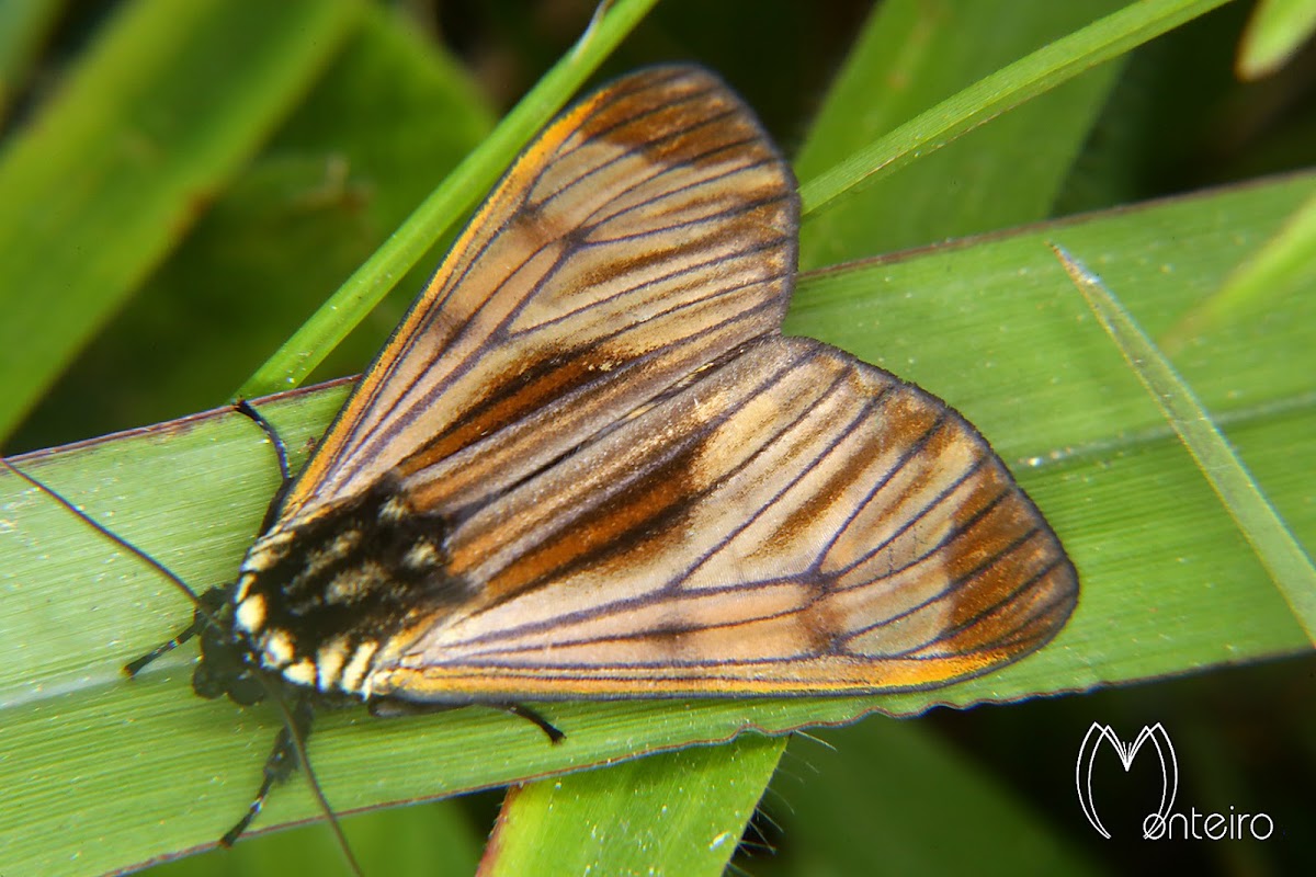 Arctiid moth