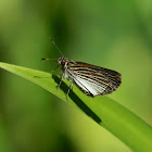 Skipper butterfly