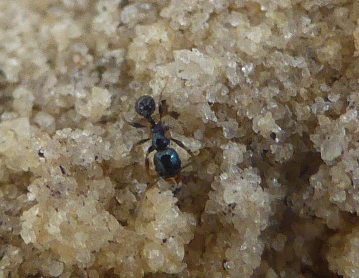 Big-headed Ant