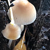 Common mycena