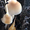 Common mycena