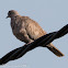 Collared Dove; Tórtola Turca