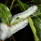 Hyperchiria caterpillar