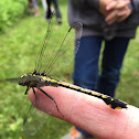 Cobra Clubtail