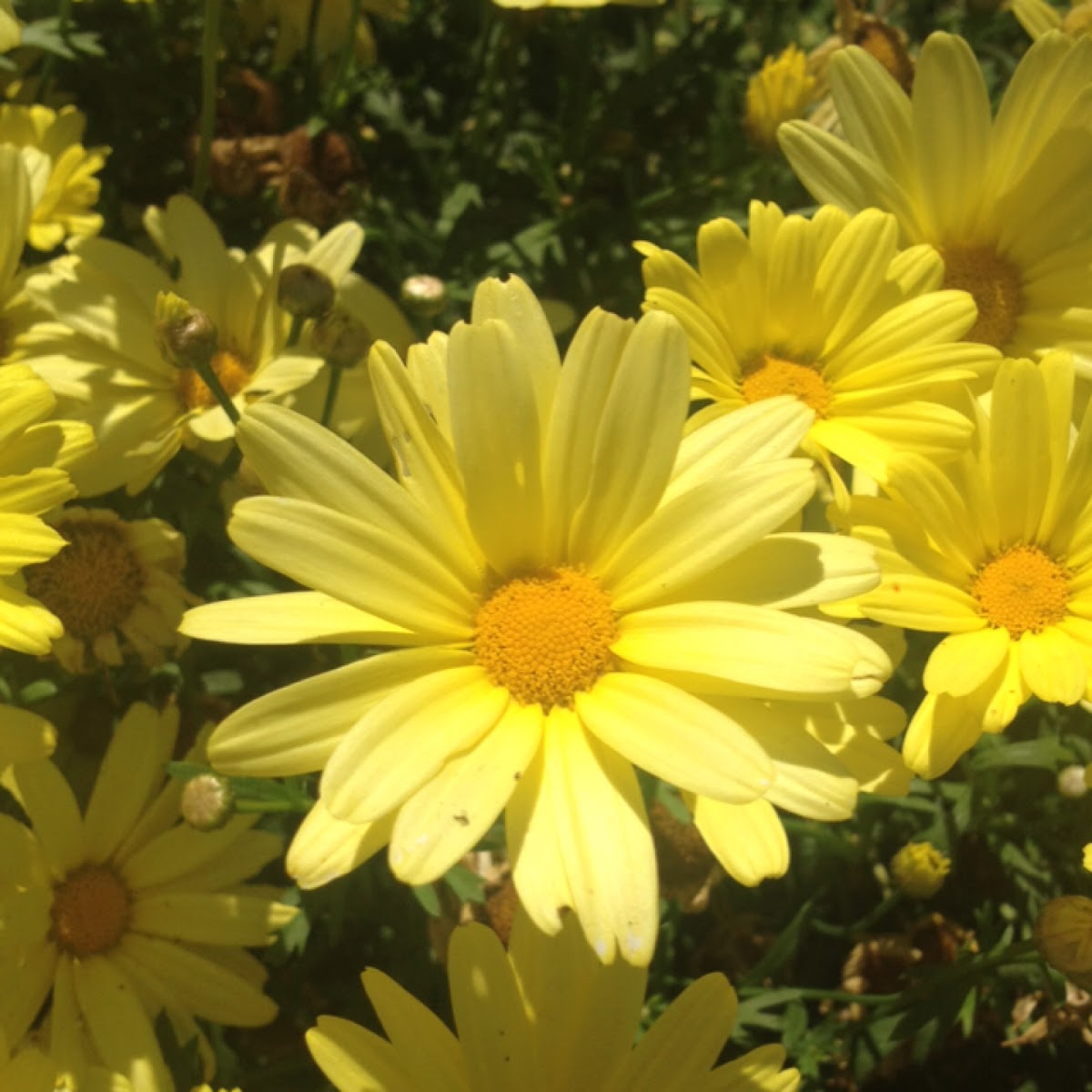 Marguerite Daisy