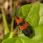 Banded Net-Winged Beetle