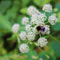 in mezzo alla natura di 