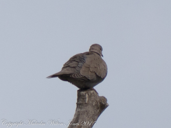 Collared Dove; Tórtola Turca