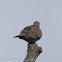 Collared Dove; Tórtola Turca