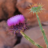 Spear thistle