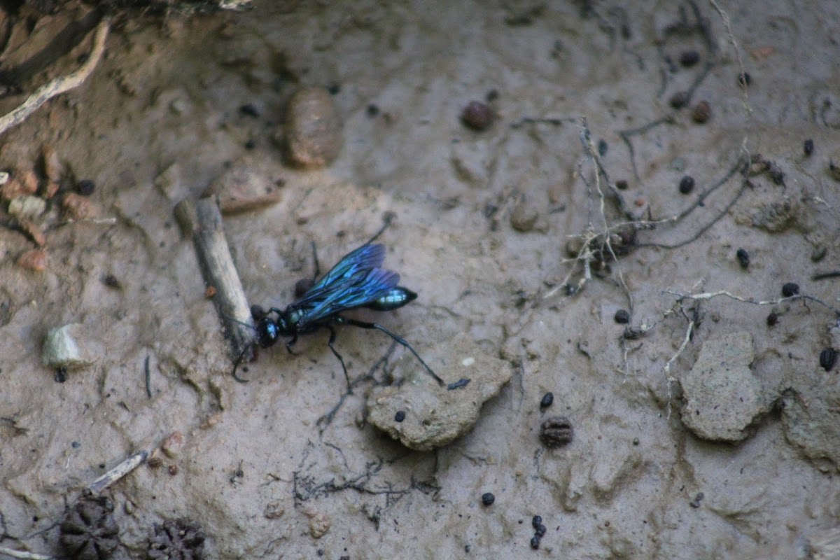 blue insect