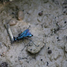 blue insect