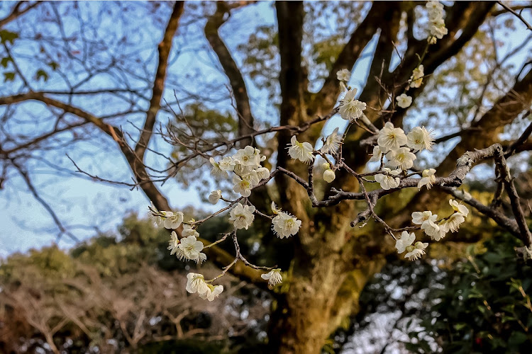 の投稿画像4枚目