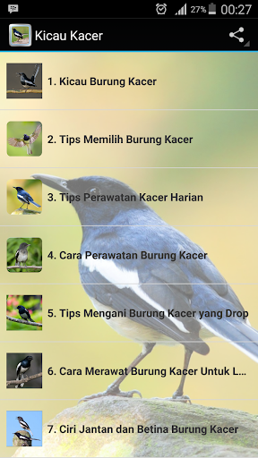 Kicau Burung Kacer