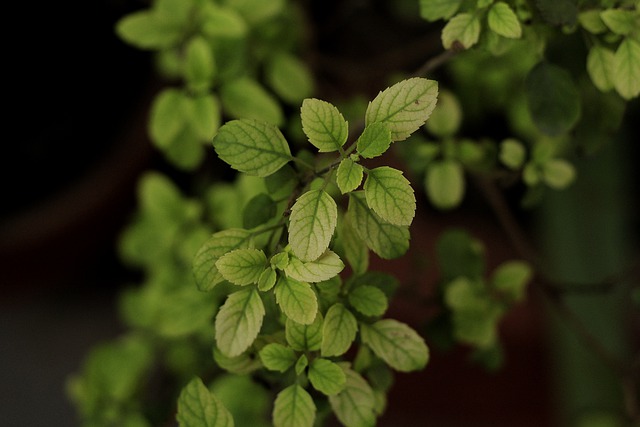 tulsi scientific name