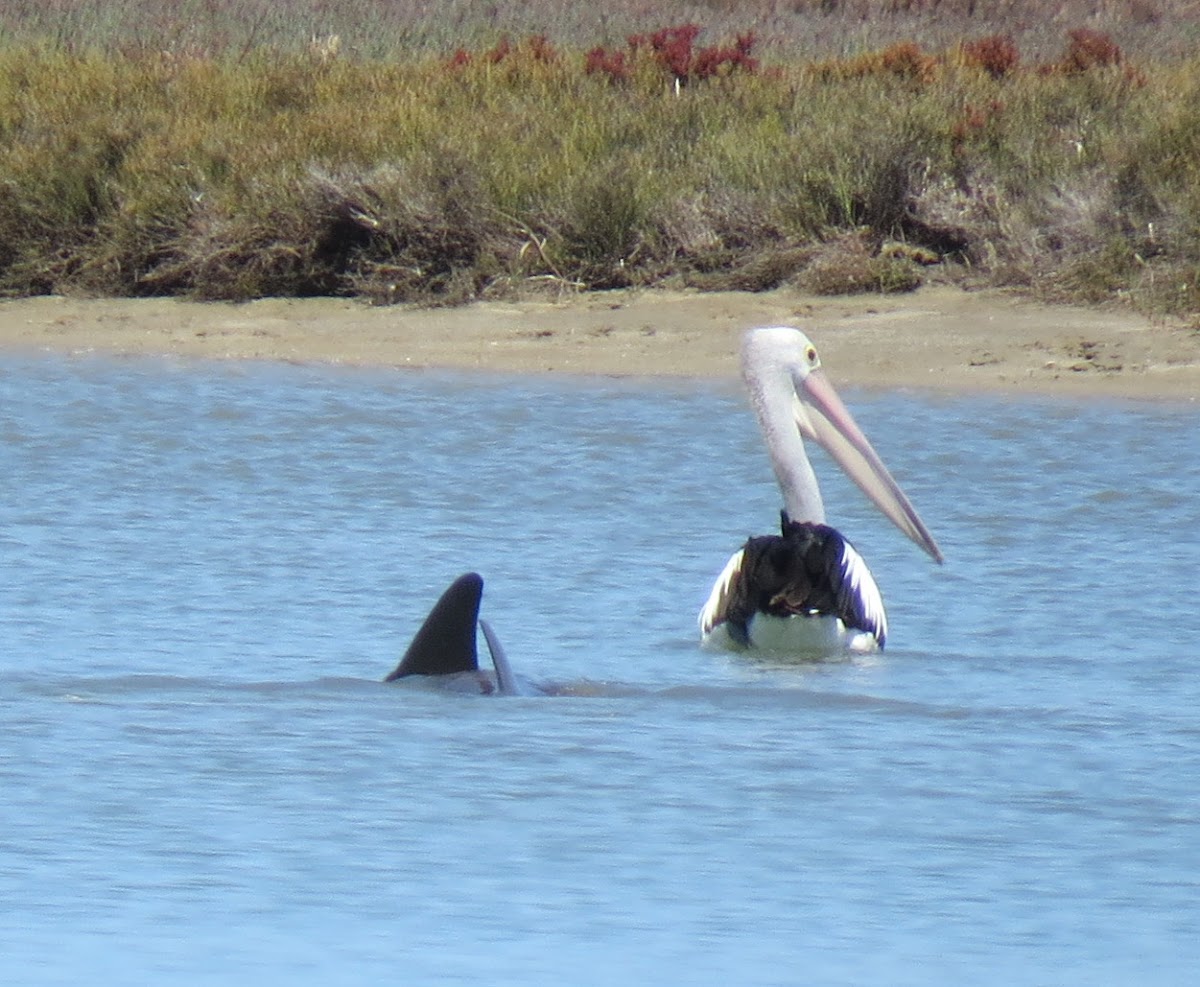 Australian Pelican, dolphin and baby