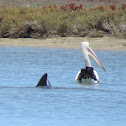 Australian Pelican, dolphin and baby