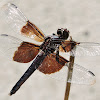 Widow Skimmer Dragonfly (male)