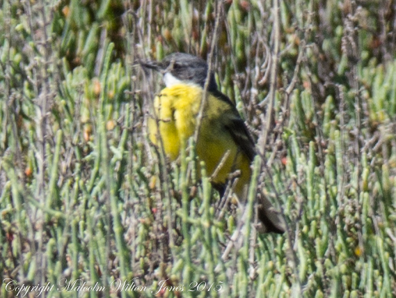 Spanish Yellow Wagtail; Lavandera Boyera