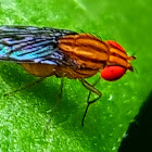 Pomace Fly