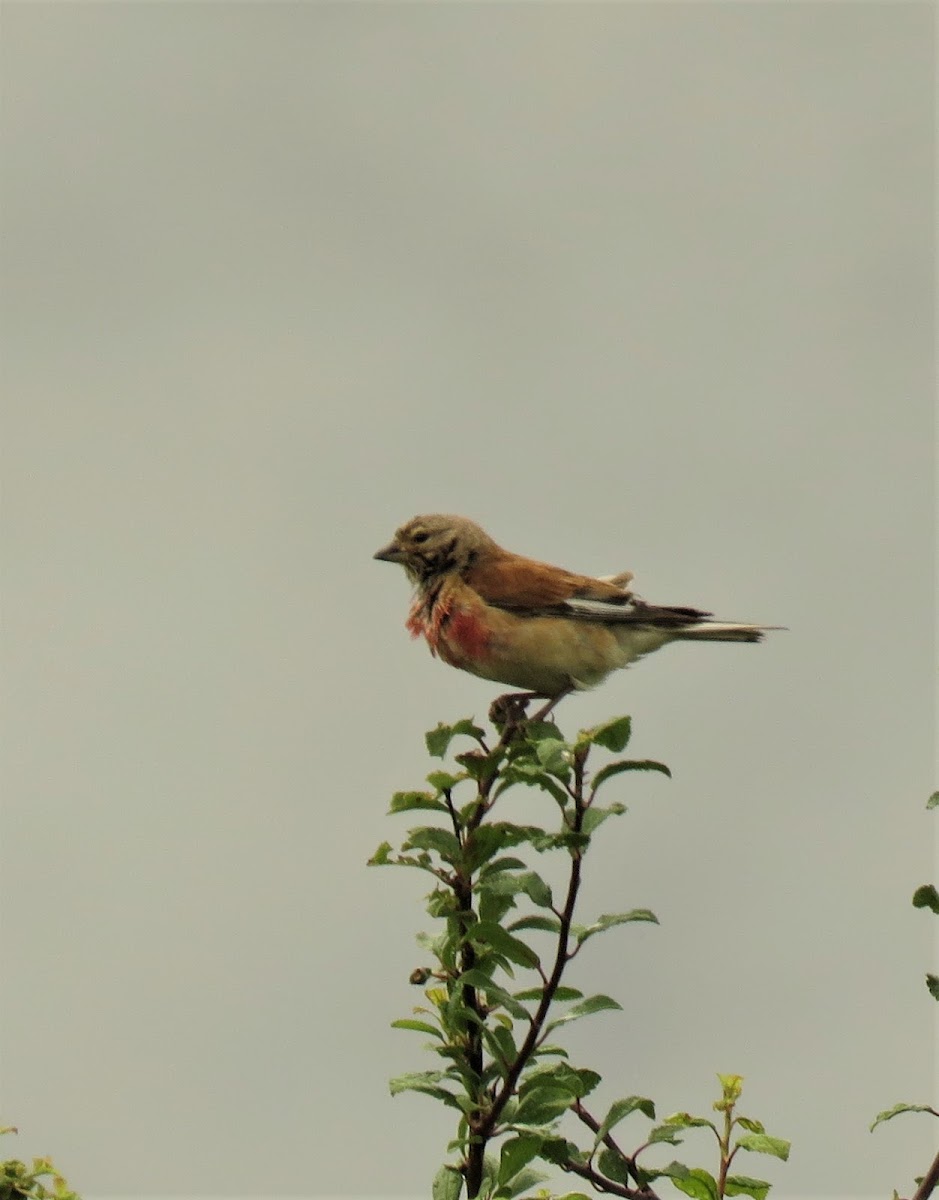 Linnet