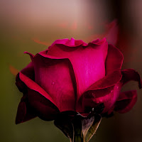 Rosa e rosa magenta di 