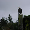 aguila calva -- bald eagle