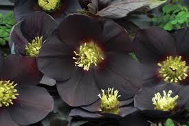 Honeymoon® New York Night - Lenten Rose - Helleborus hybrid | Proven Winners