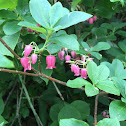 Azuma Adenophora azalea