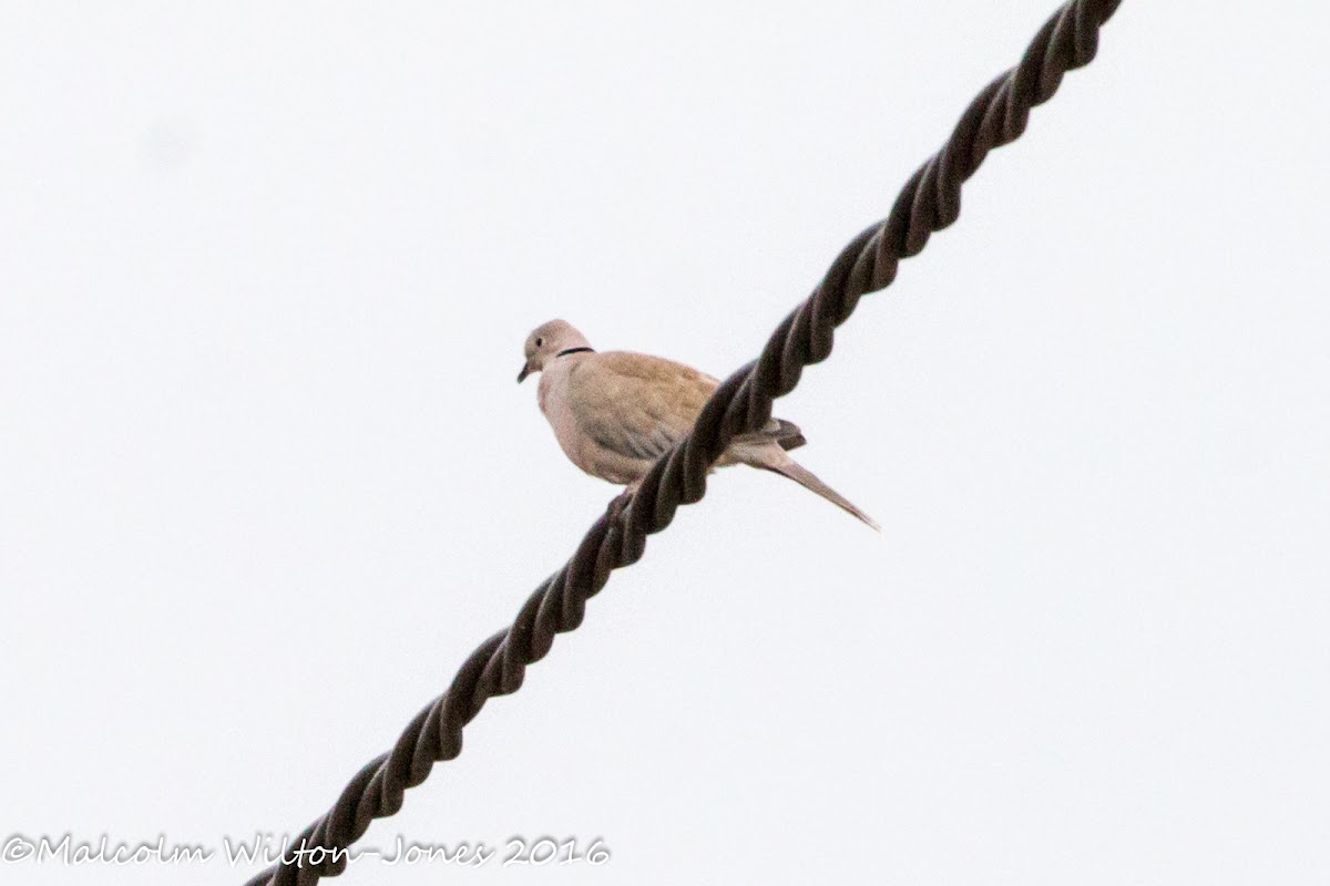 Collared Dove; Tórtola Turca