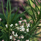 Whorled Milkweed