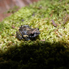 Shiny Peeping Frog