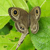 Common Five-ring, mating