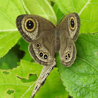 Common Five-ring, mating