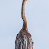 Oriental Darter