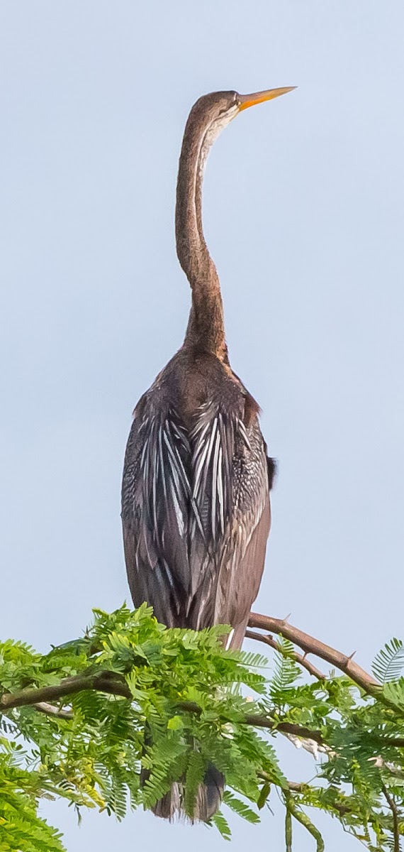 Oriental Darter