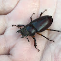 Reddish-brown Stag Beetle female