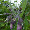 Russian Comfrey