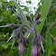 Russian Comfrey