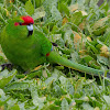 Red-crowned Parakeet