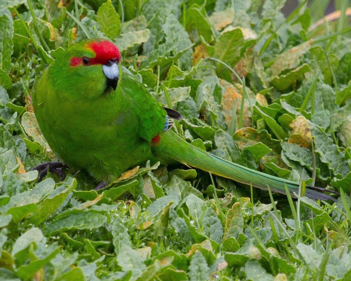 Red-crowned Parakeet