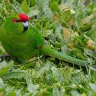 Red-crowned Parakeet