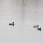 Gadwall Pair