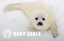 Baby Seals HD Wallpaper New Tab Theme small promo image