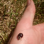 Fifteen-spotted Lady Beetle