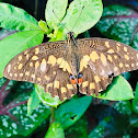 Lime swallowtail