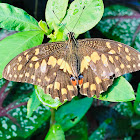 Lime swallowtail